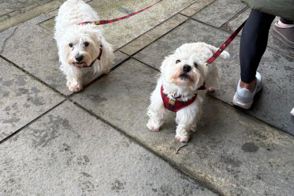 Hospice Dog Dash