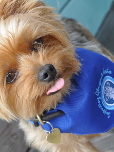 Doggy Bandana